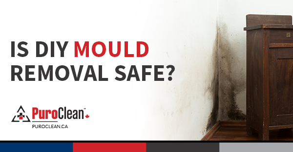 Is DIY Mould Removal Safe?