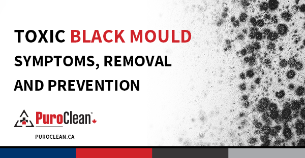 Toxic Black Mould – Symptoms, Removal and Prevention
