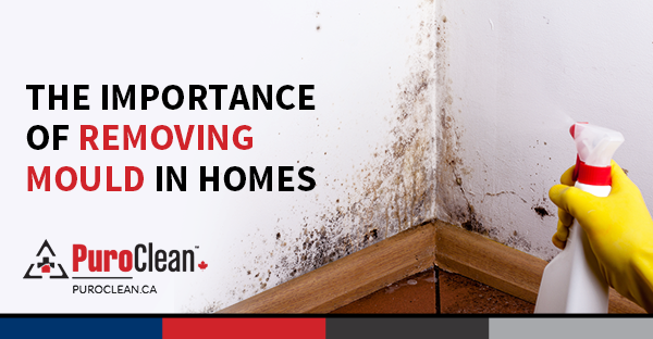 The Importance of Removing Mould in Homes