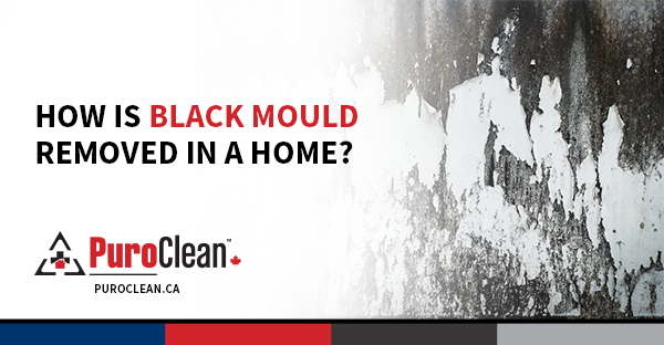 How is Black Mould Removed in a Home?