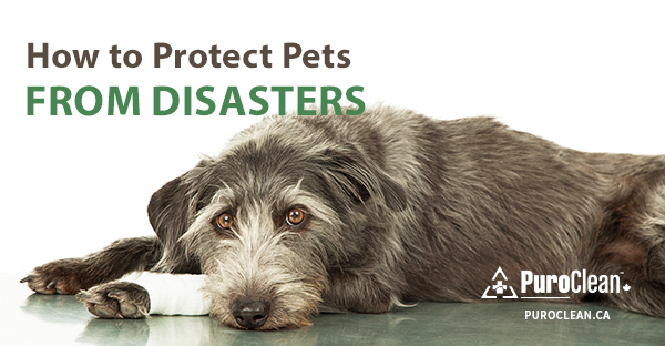How to Protect Pets from Disasters