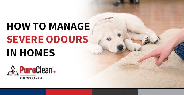 How to Manage Severe Odours in Homes