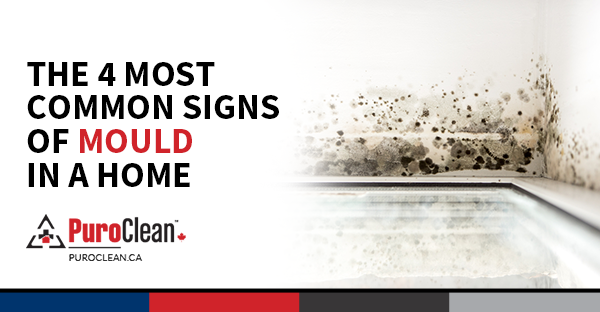 The 4 Most Common Signs of Mould in a Home