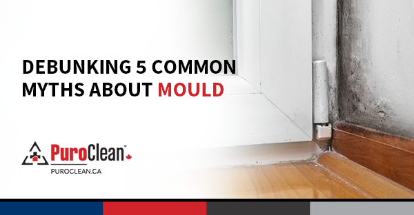 Debunking 5 Common Myths About Mould