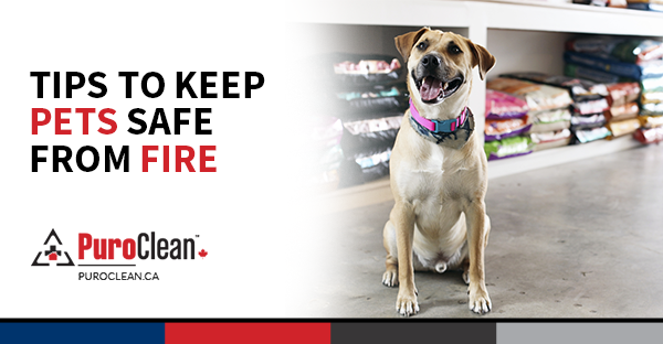Tips to Keep Pets Safe from Fire