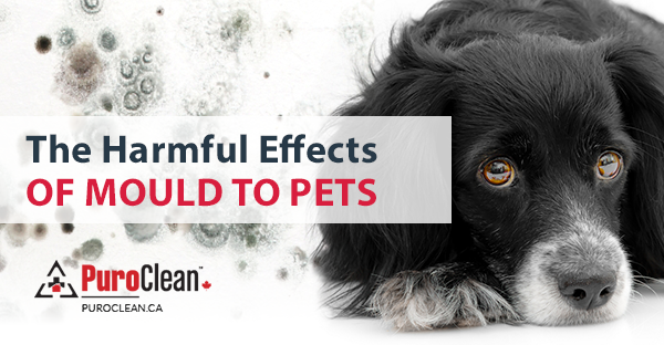 The Harmful Effects of Mould to Pets