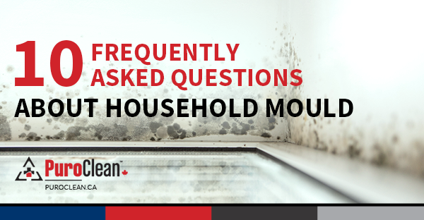 10 Frequently Asked Questions About Household Mould
