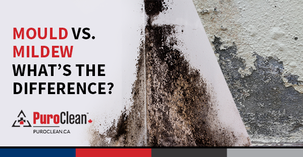 Mould vs. Mildew – What’s the Difference?