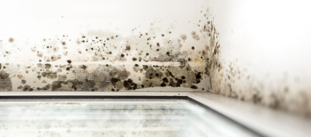 The Health Risks of Mould Exposure
