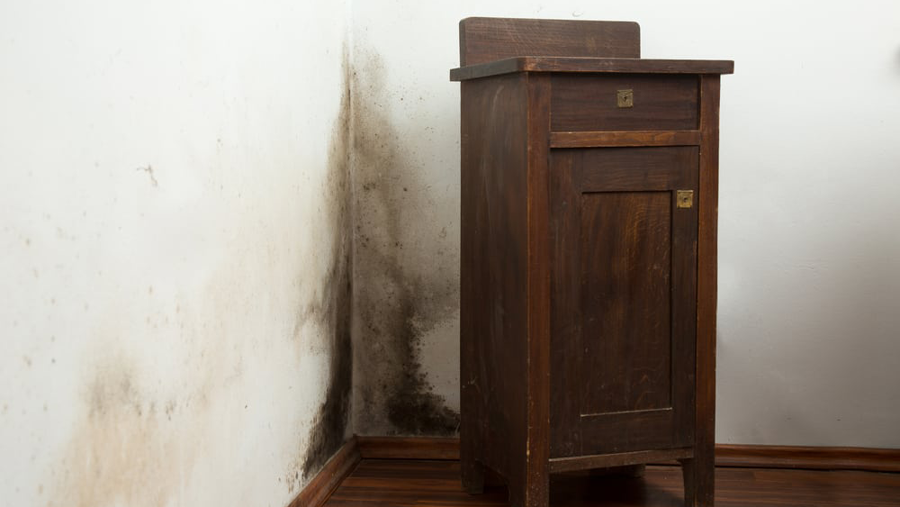 How to Detect Mould in Your Property’s Walls